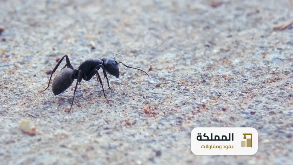 عقود مكافحة حشرات عنيزة