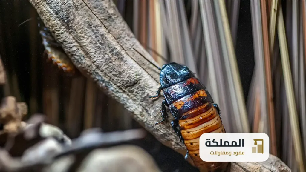 عقود مكافحة حشرات بقيق