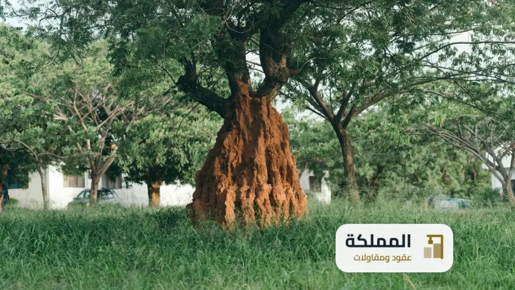 عقود مكافحة حشرات ابها