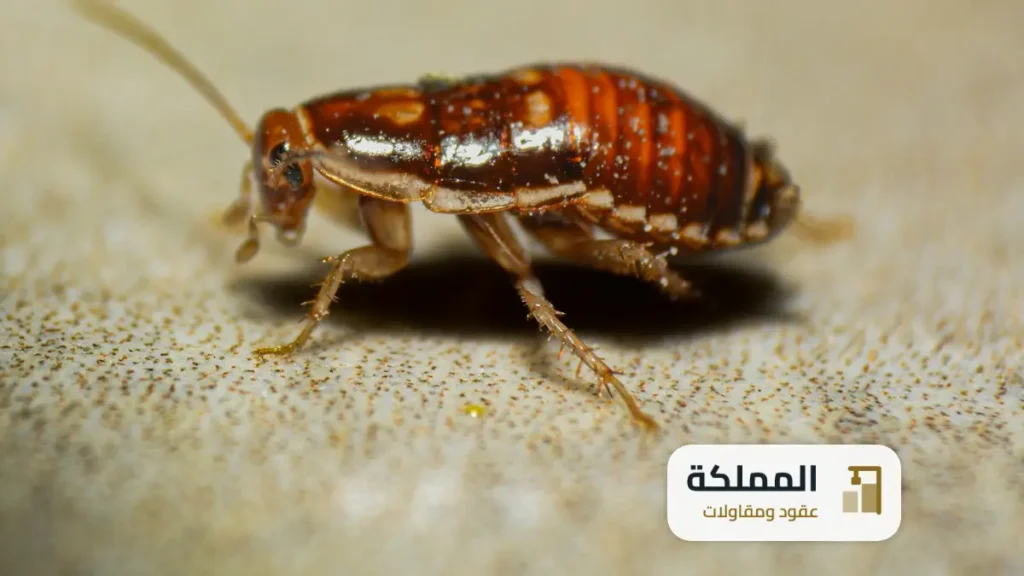 عقود مكافحة حشرات ابها