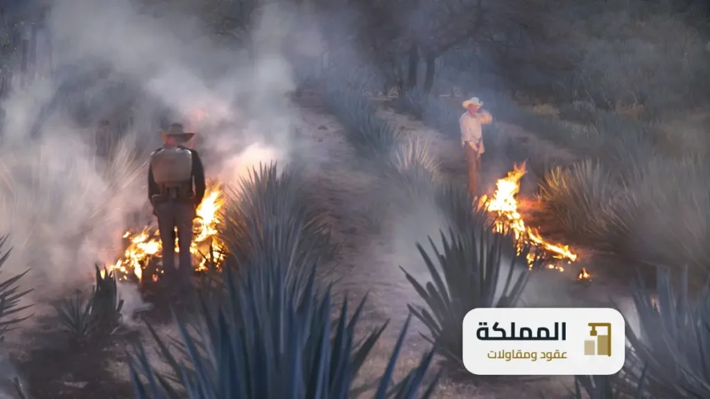 عقود مكافحة حشرات الدمام