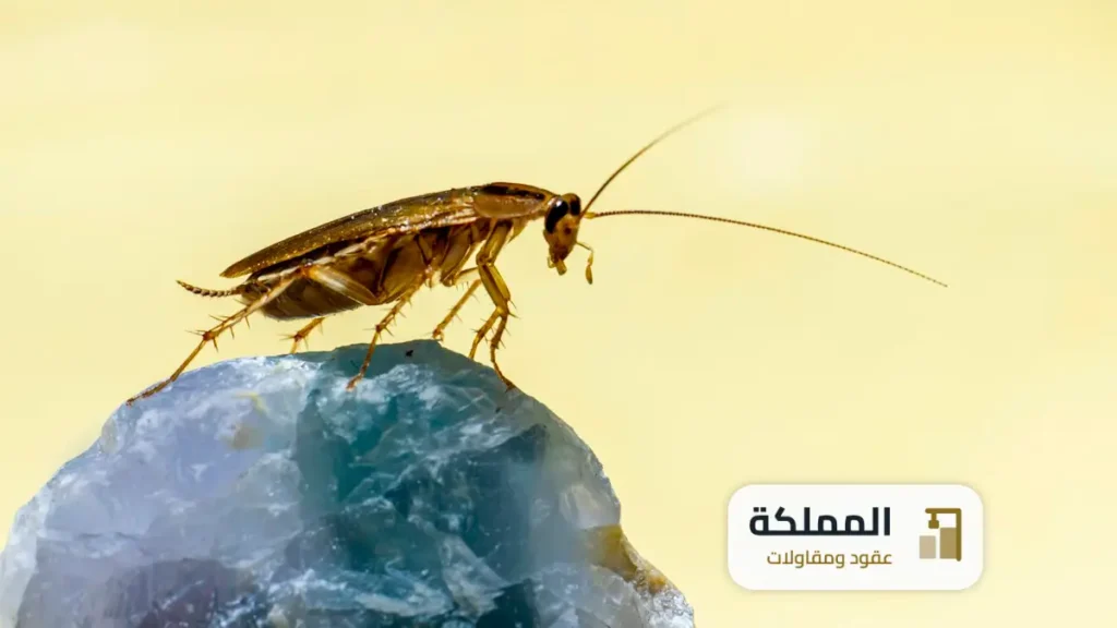عقود مكافحة حشرات بخميس مشيط