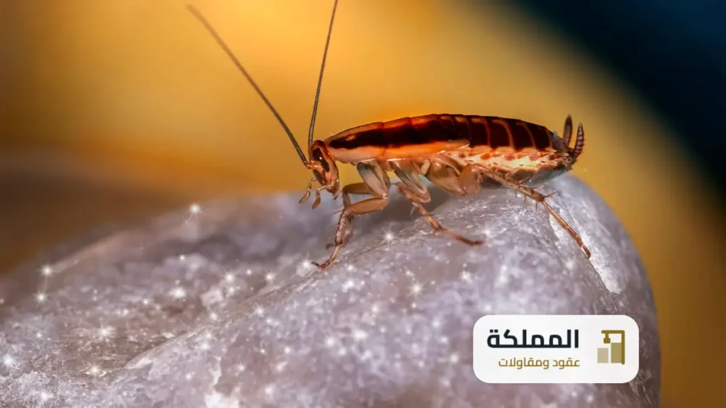 عقود مكافحة حشرات بخميس مشيط