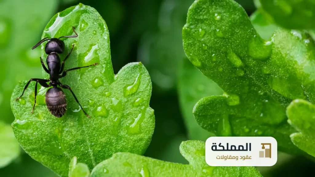عقود مكافحة حشرات عنيزة