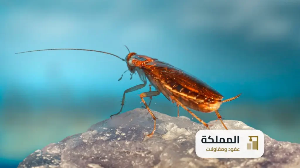 عقود مكافحة حشرات عنيزة