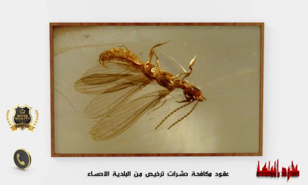 عقود مكافحة حشرات الاحساء
